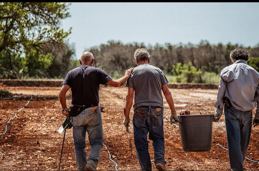  Puglia, Tenuta Liliana e la wine sharing economy