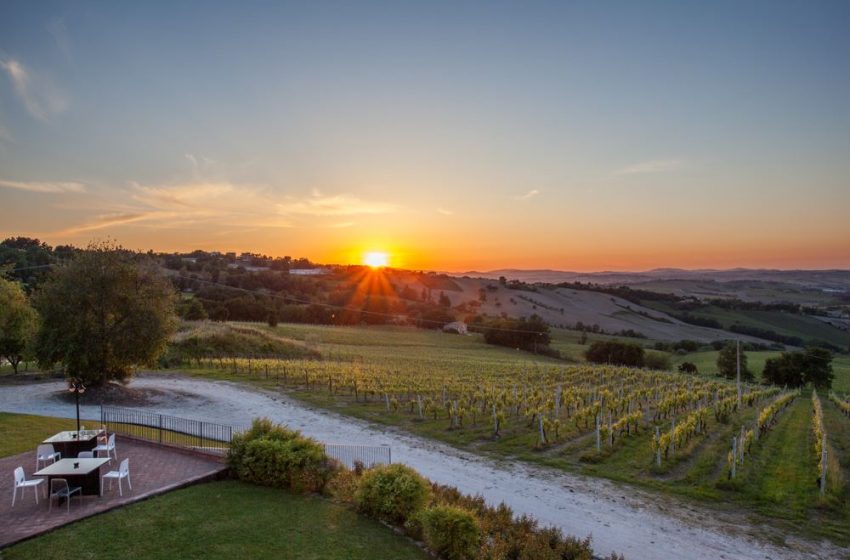  Marche, 15,7 milioni investiti per una “nuova produzione vitivinicola”