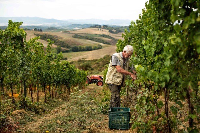  Toscana Resort Castelfalfi, la vendemmia si fa insieme