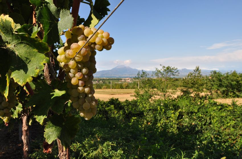  Il vino Lugana cresce del 27%