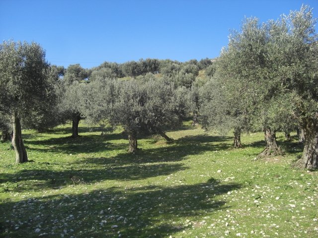  Ismea, il mercato assicurativo agricolo vale 7,2 miliardi