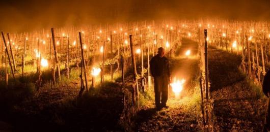  Francia, falò notturni nei vigneti contro l’ondata di gelo