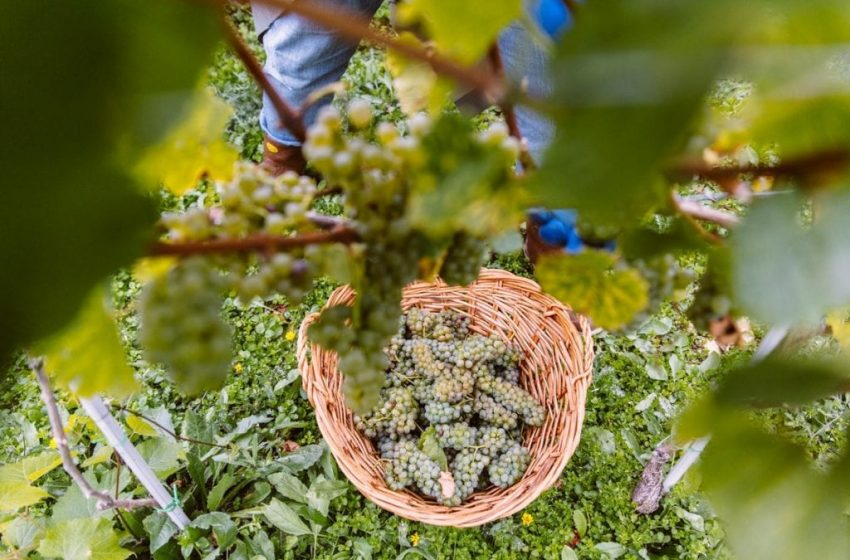  Cantina Tollo, un bilancio fortemente in crescita