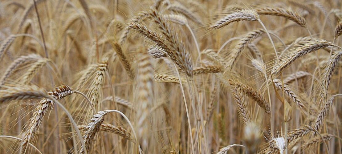  Cia: rischio crollo produttivo per imprese agricole