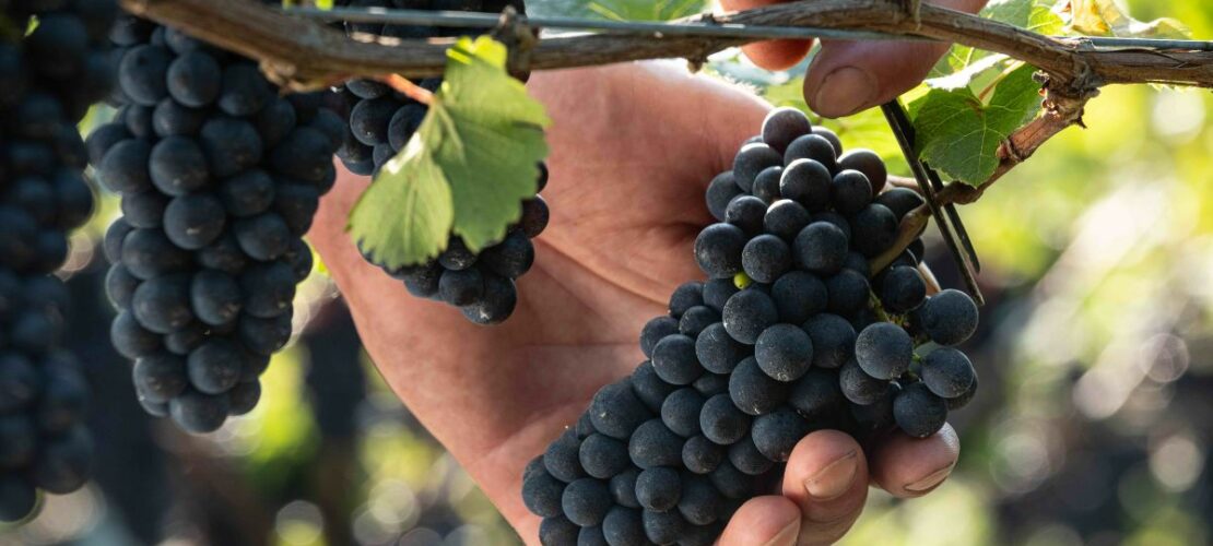  Cavit: vendemmia 2023, tra artigianalità e innovazione