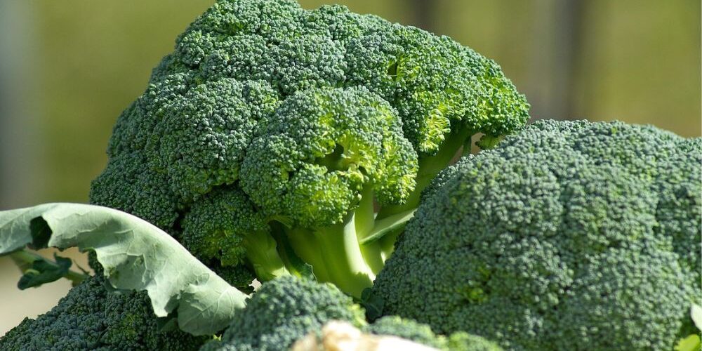  La cooperativa OP Natura Dauna emette un bond esg-linked da 10 milioni
